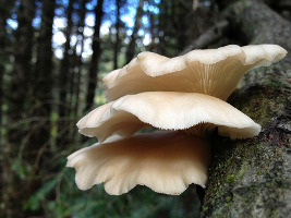 pleurotus